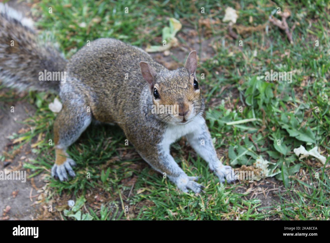 Un primo piano di uno scoiattolo sul terreno Foto Stock