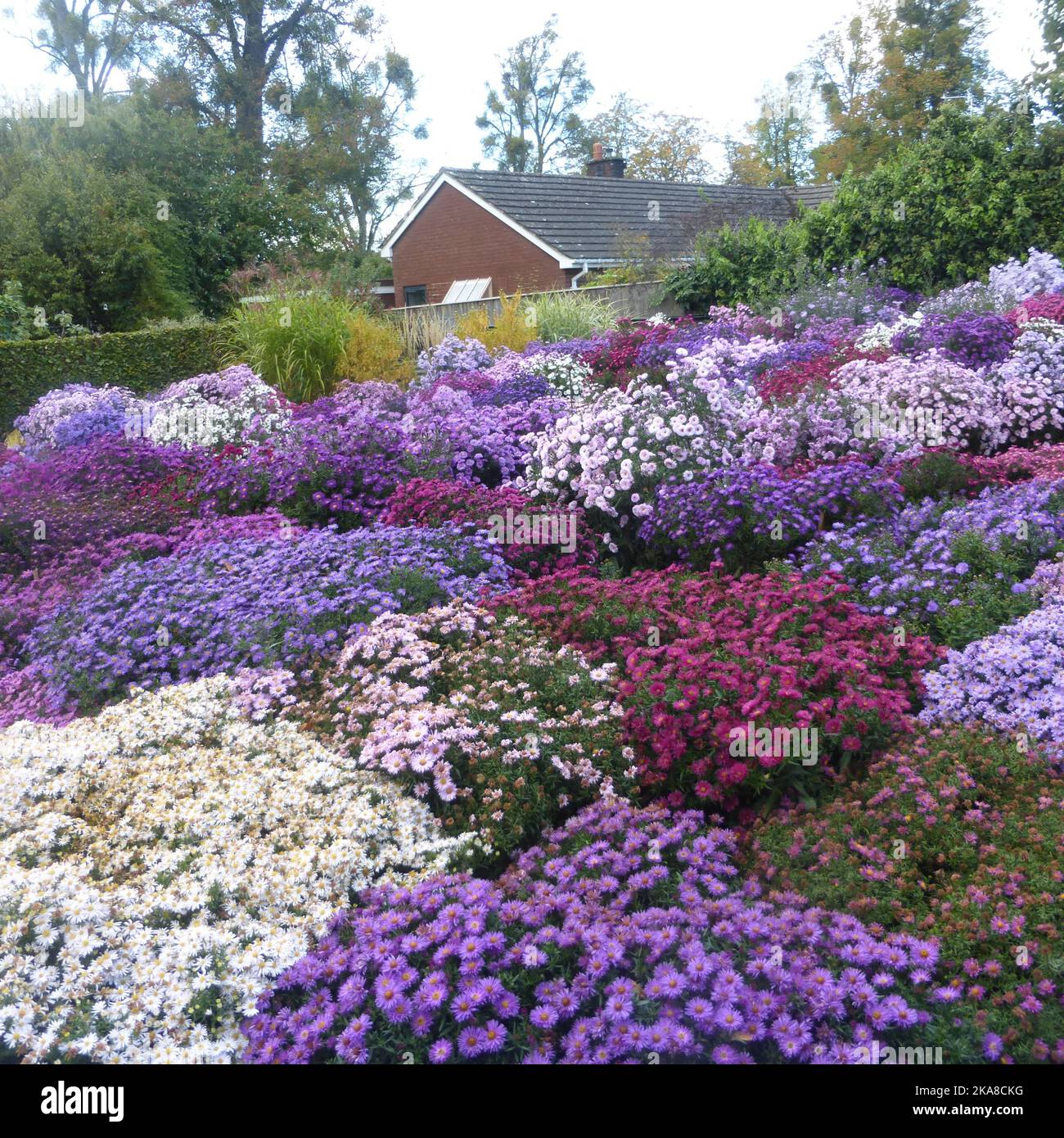 Mostra di Michaelmas Daisies, (Asters) in bassa crescita nel giardino di Picton Nursery (Old Court Nurseries) Colwall, Herefordshire Foto Stock