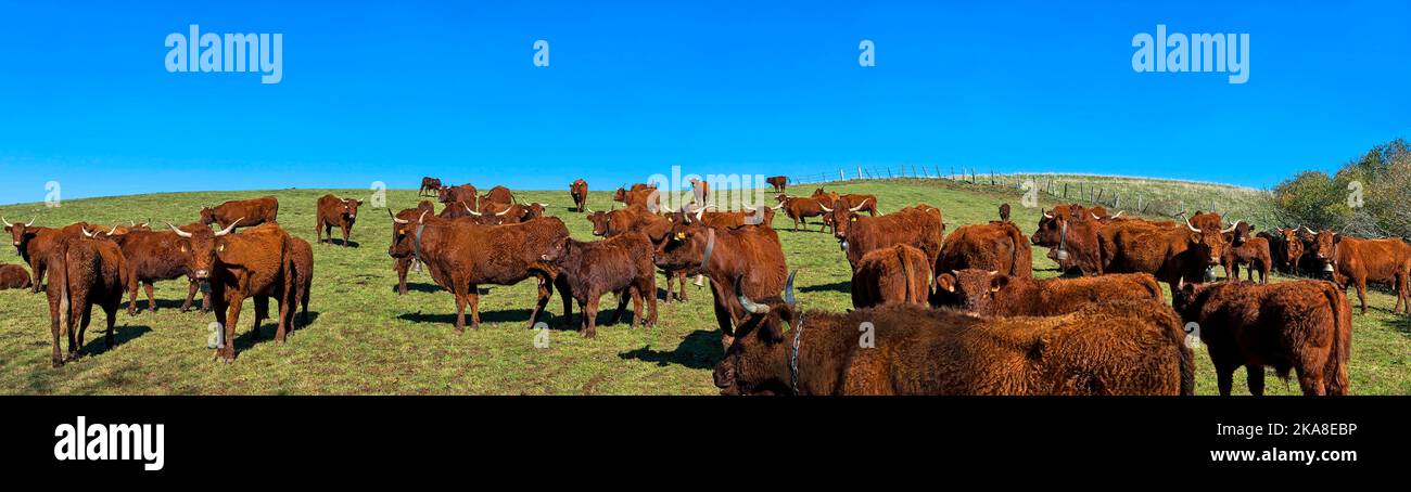 Bovini di mucche Salers, razza francese, Parco Naturale Regionale dei vulcani d'Alvernia, altopiano Cezallier, Puy de Dome , Auvergne Rodano Alpi. Francia Foto Stock