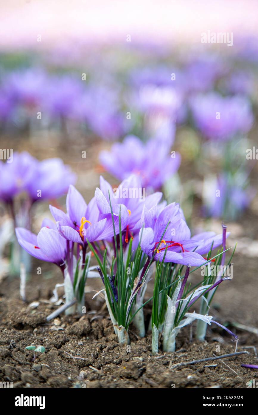 Fiori di zafferano sul campo. Crocus sativus fiore pianta viola sul terreno, vista ravvicinata. Stagione di raccolta del raccolto Foto Stock