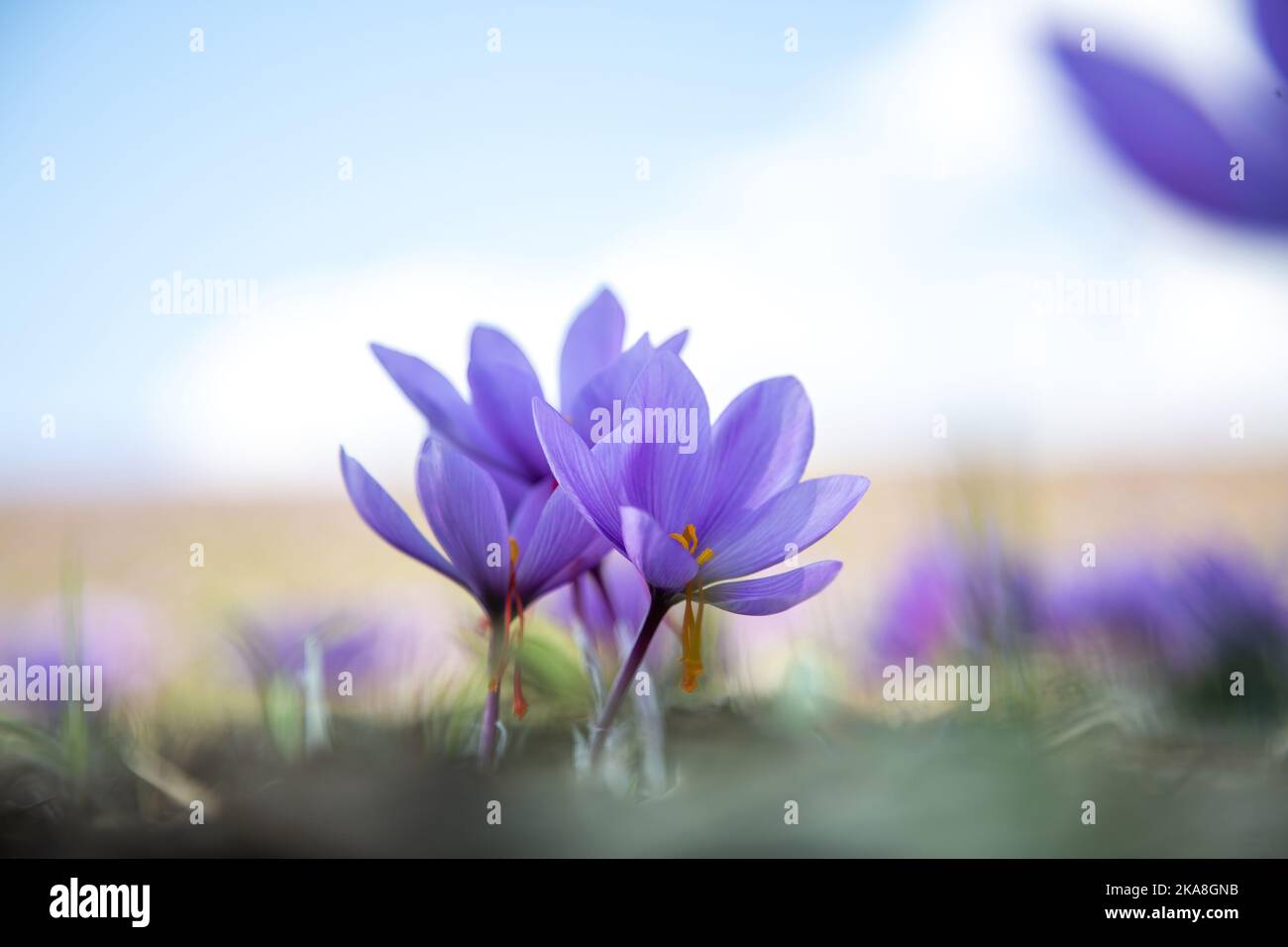 Fiori di zafferano sul campo. Crocus sativus fiore pianta viola sul terreno, vista ravvicinata. Stagione di raccolta del raccolto Foto Stock