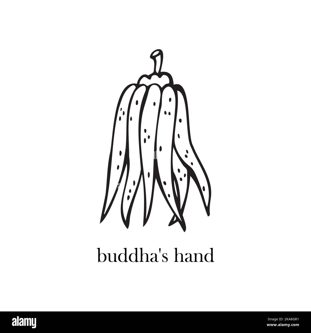 Illustrazione vettoriale del frutto del Buddha. Frutti esotici. Illustrazione Vettoriale