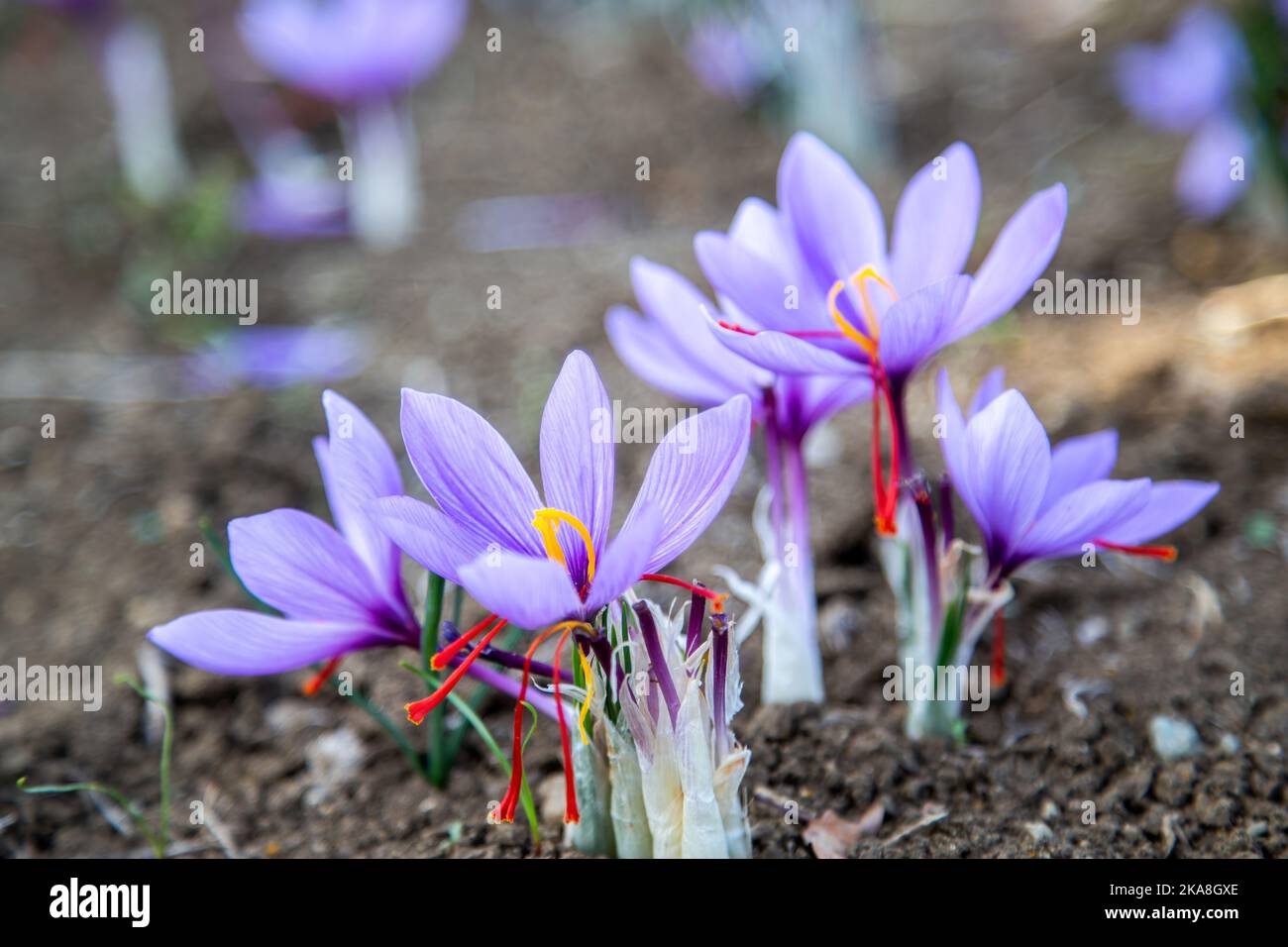 Fiori di zafferano sul campo. Crocus sativus fiore pianta viola sul terreno, vista ravvicinata. Stagione di raccolta del raccolto Foto Stock