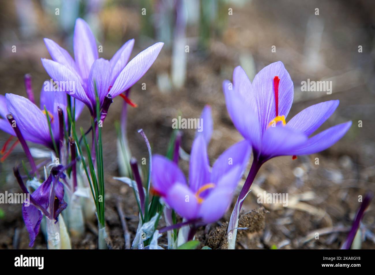 Fiori di zafferano sul campo. Crocus sativus fiore pianta viola sul terreno, vista ravvicinata. Stagione di raccolta del raccolto Foto Stock