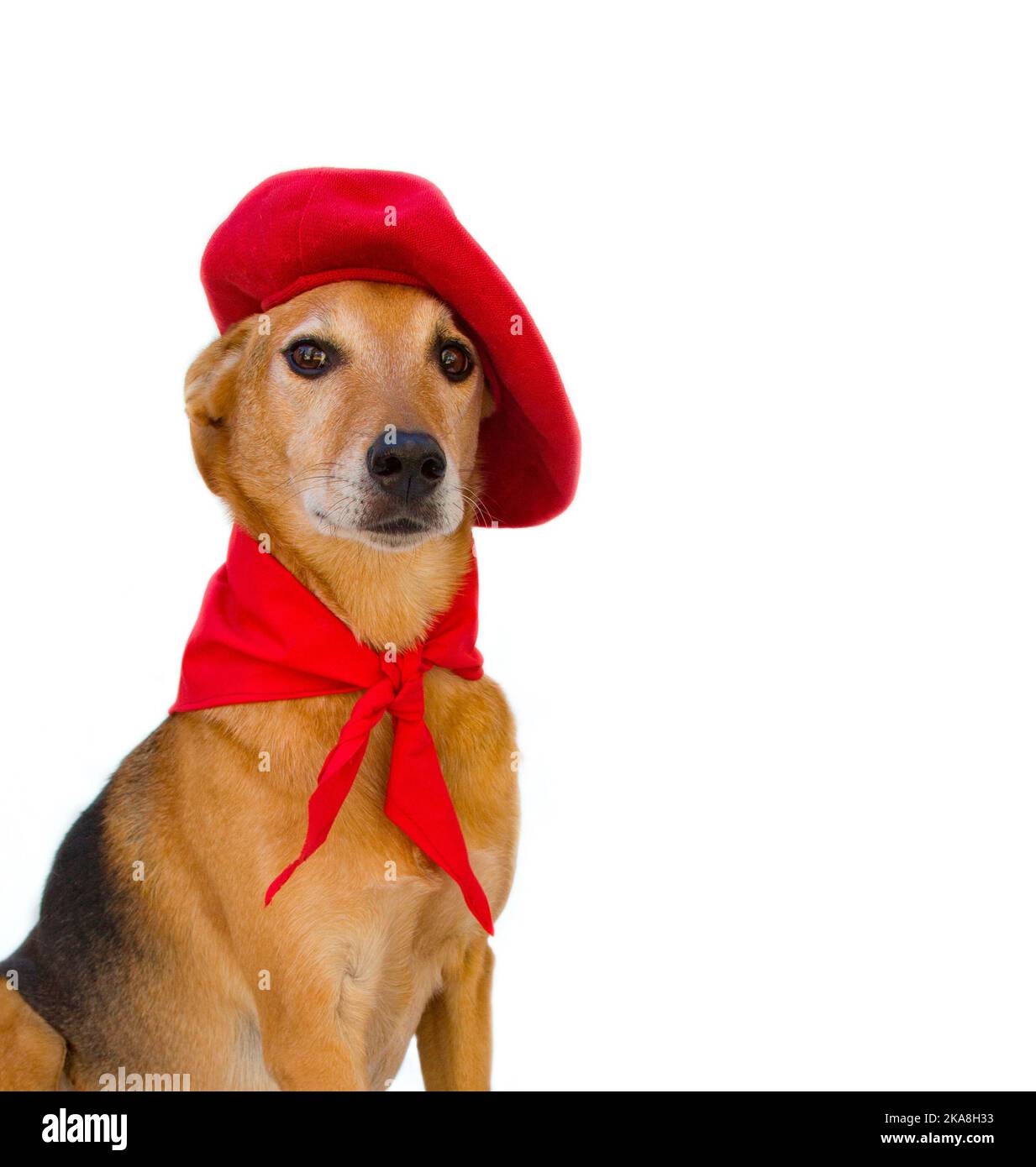 Ritratto di cane grel con berretto e sciarpa rossa su sfondo bianco. Festa di San Fermin Foto Stock