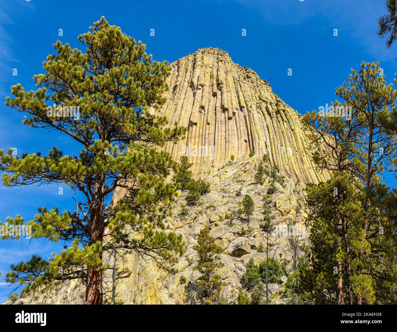 Devils Torre Rising sopra la foresta. Devils Tower National Monument, Wyoming, USA Foto Stock