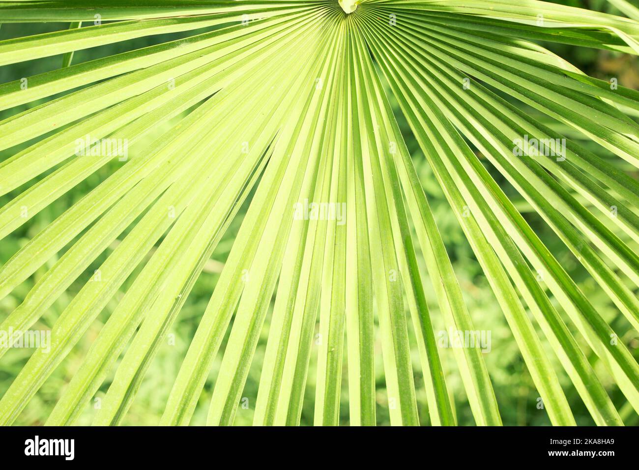 Fresh Green Palm Leaf Close Up Texture Foto Stock