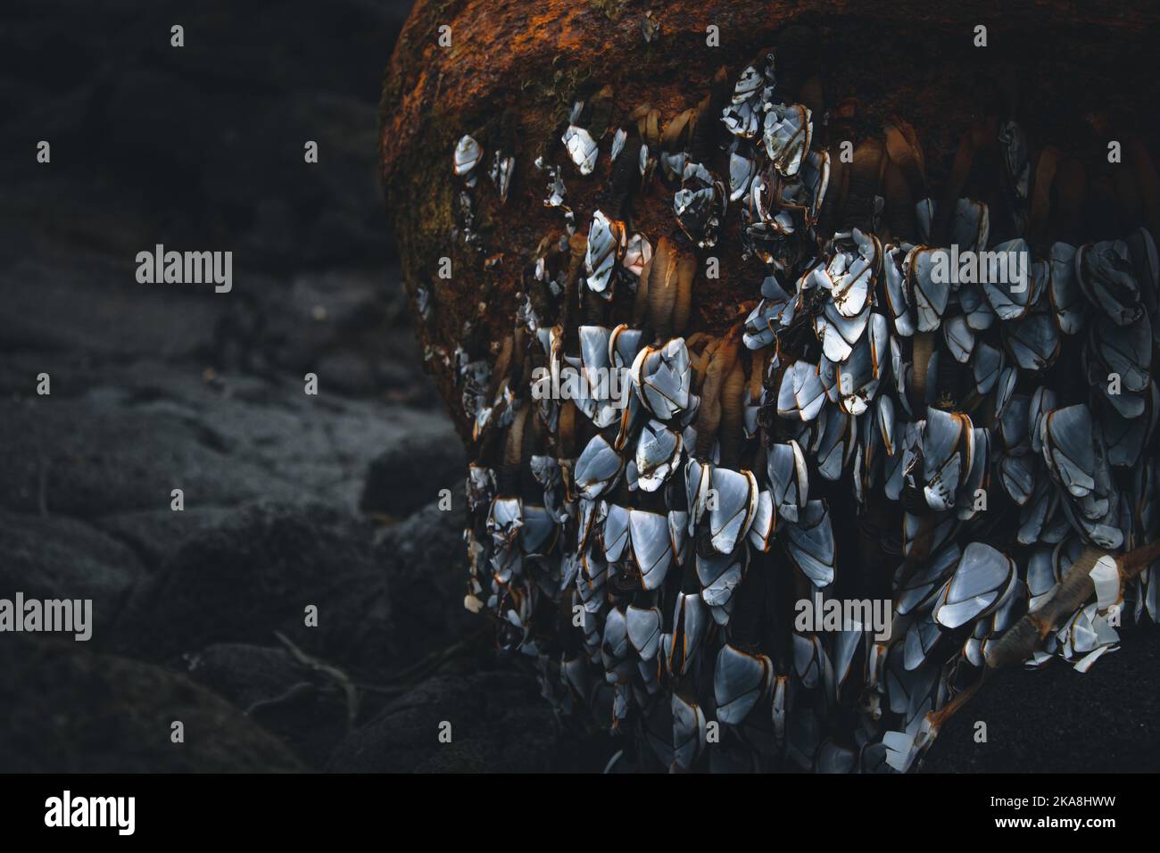 Un sacco di barnacoli bloccati sulla roccia Foto Stock