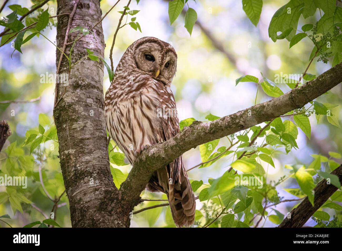 Bella Madre Barred Owl Foto Stock