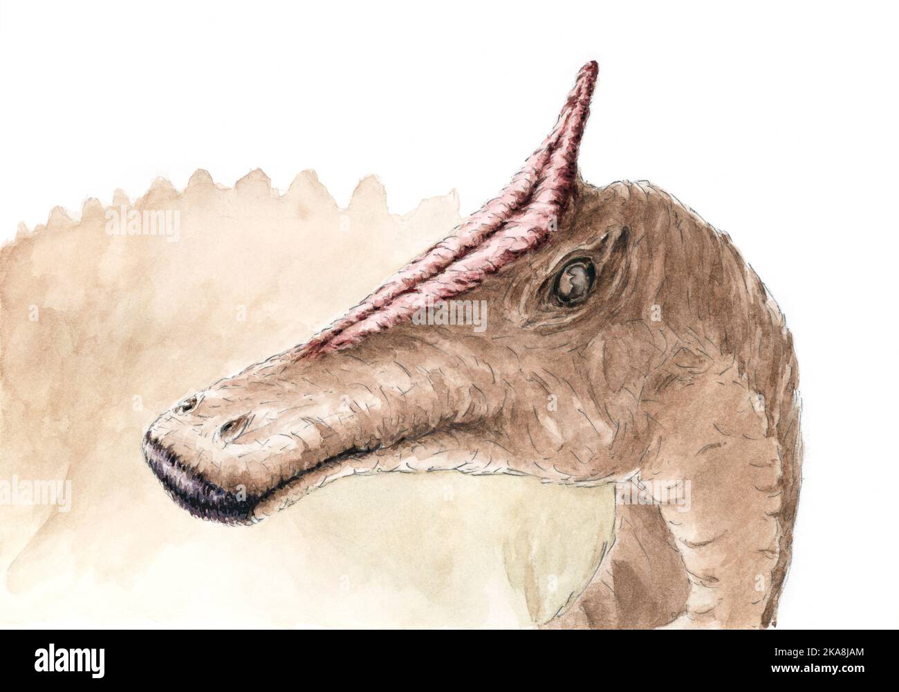 Ritratto di Saurolophus. Matita e acquerello su carta. Foto Stock