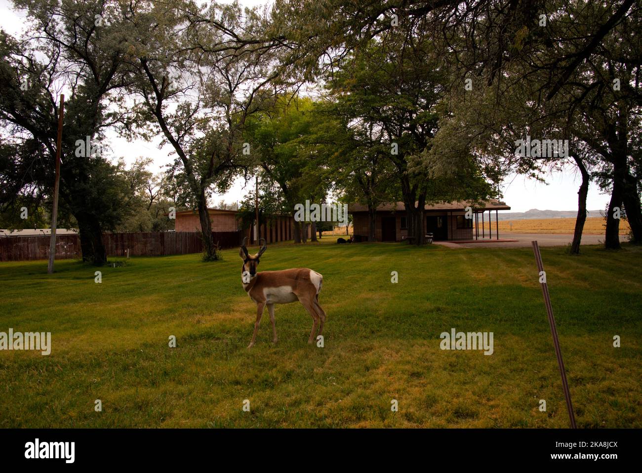 Pranghorn Buck presso la Flaming Gorge National Recreation Area, Utah Foto Stock