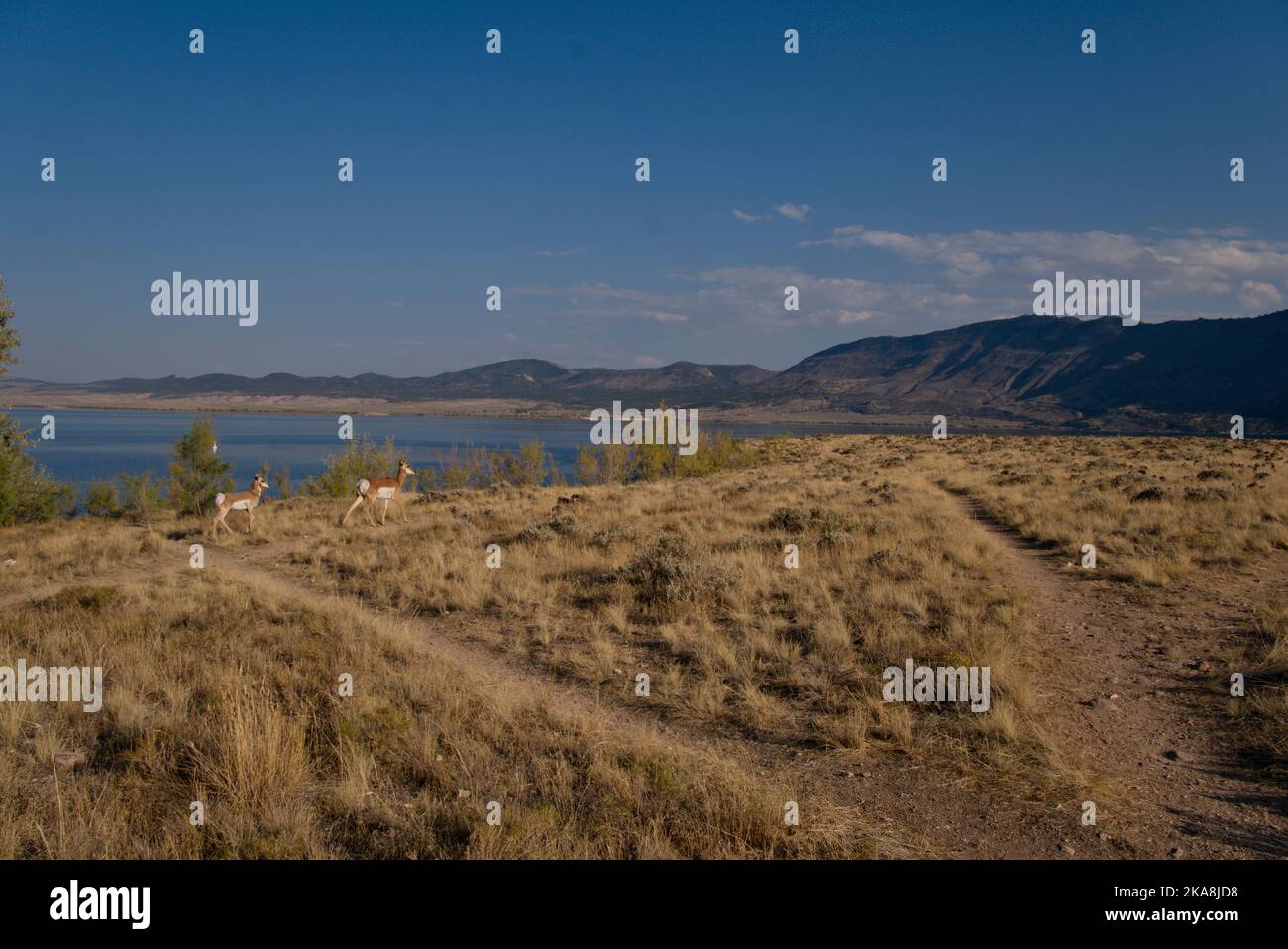 Due proncorni femminili attraversano una collina sopra il Green River Foto Stock