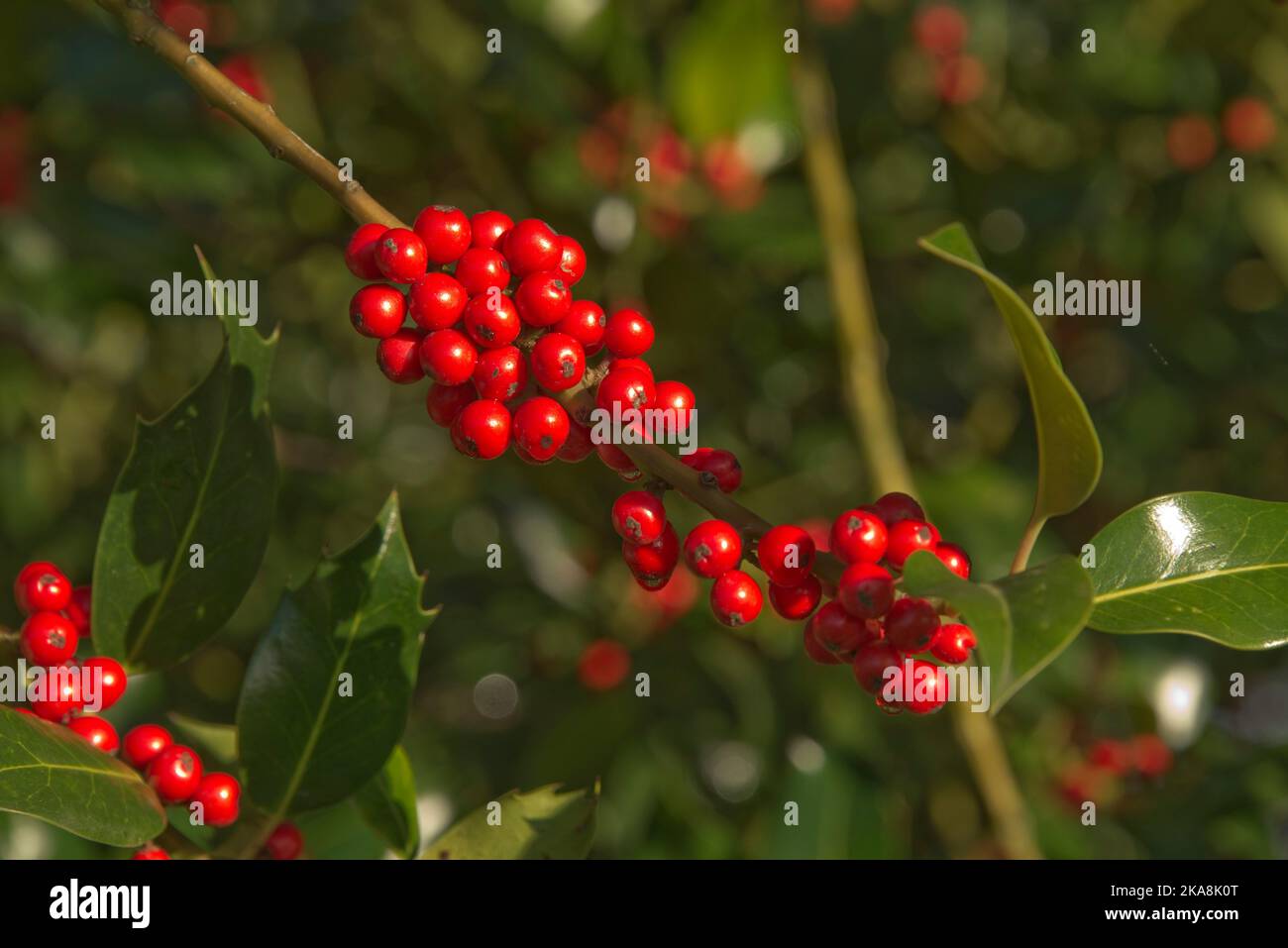 Acero rosso maturo (Ilex aquifolium) bacche tra le più alte foglie non-spiky sull'albero all'inizio di autunno, Berkshire, ottobre Foto Stock