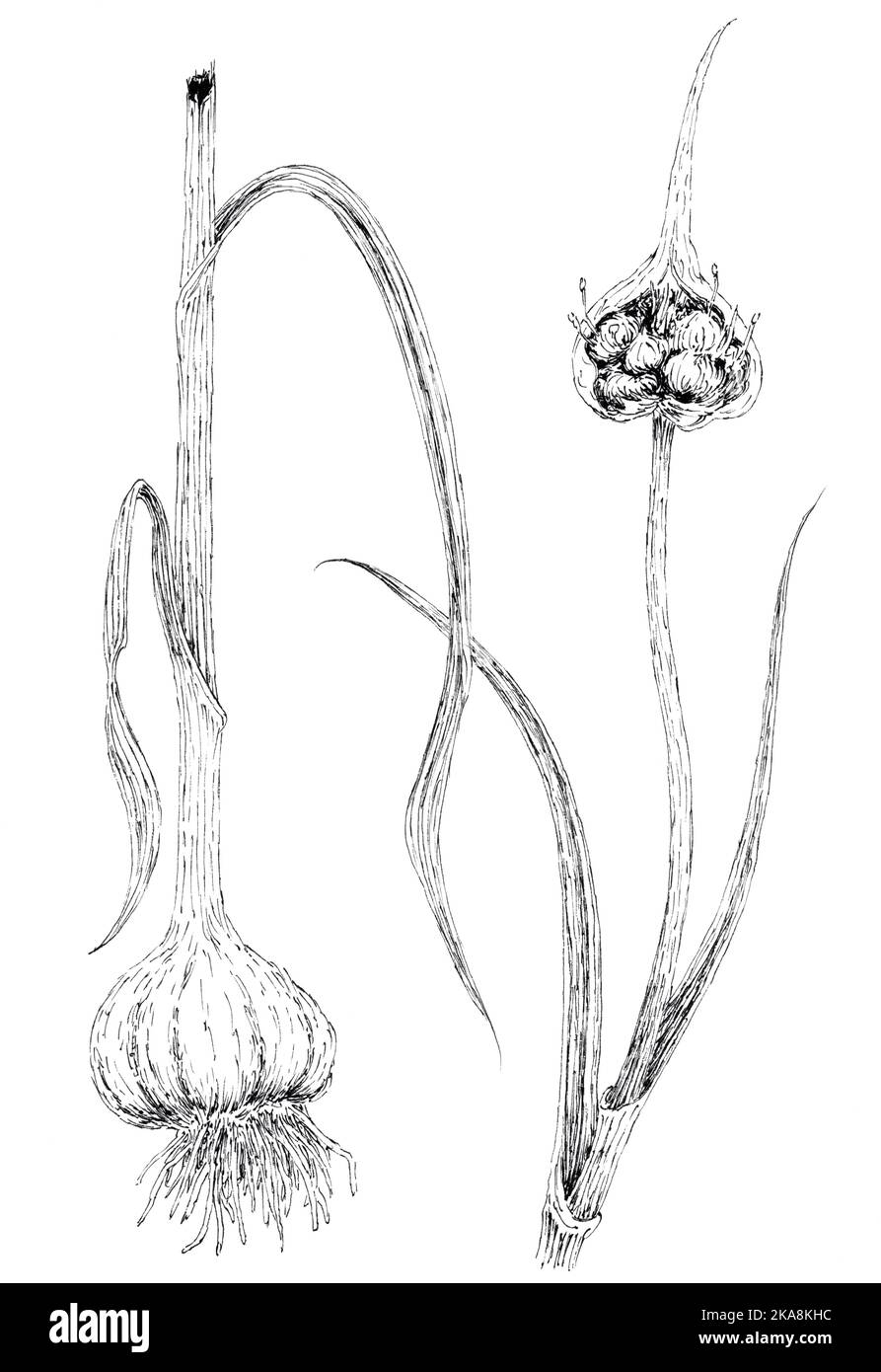Pianta di aglio (Allium sativum) disegno botanico. Inchiostro sulla carta. Foto Stock