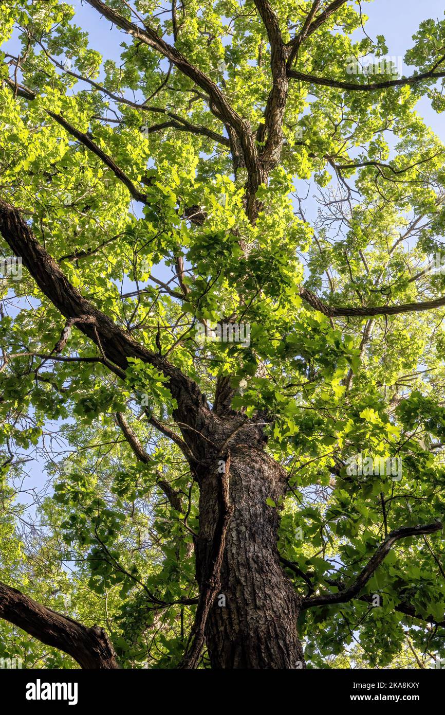 Guardando verso l'alto un maestoso albero di quercia con i suoi rami di diffusione e le foglie verdi nei boschi primaverili a North Branch, Minnesota USA. Foto Stock