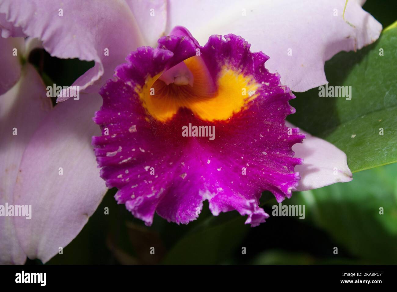Il Dianthus è un genere di piante della famiglia delle Caryophyllaceae di circa 340 specie Foto Stock