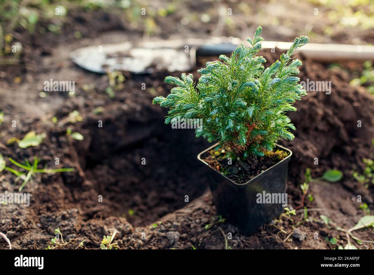 Piantando Boulevard Cypress nel suolo. Conifere sempreverdi sferiche in contenitore pronto per il trapianto in giardino autunnale Foto Stock