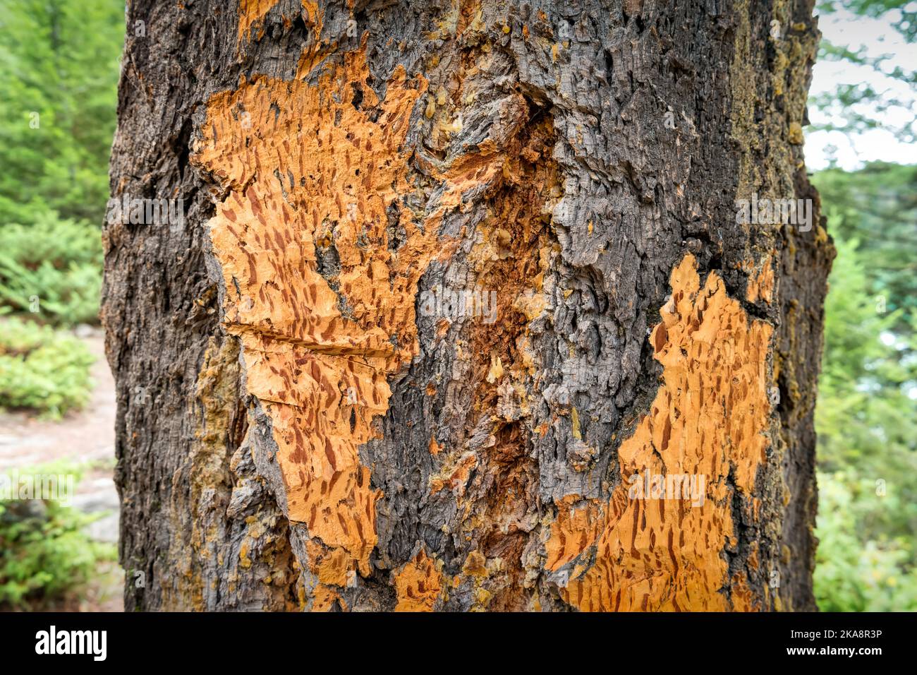 Orso che segna l'albero nel Jasper National Park, Canada. Orsi strofinare, artiglio e morso alberi per lasciare il loro profumo. Foto Stock