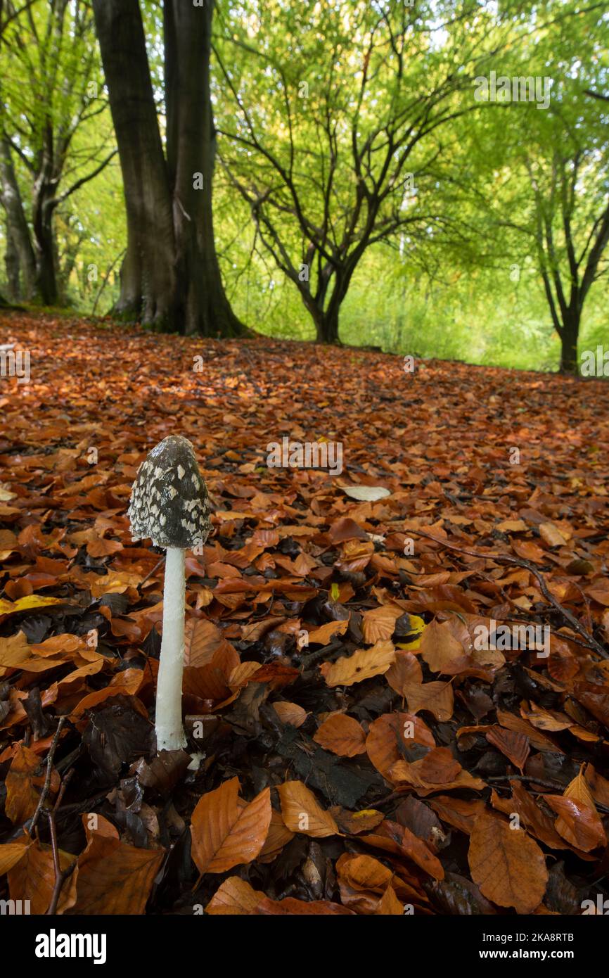 Magpie Fungus: Coprinus picaceus, in legno di faggio. Surrey, Regno Unito Foto Stock