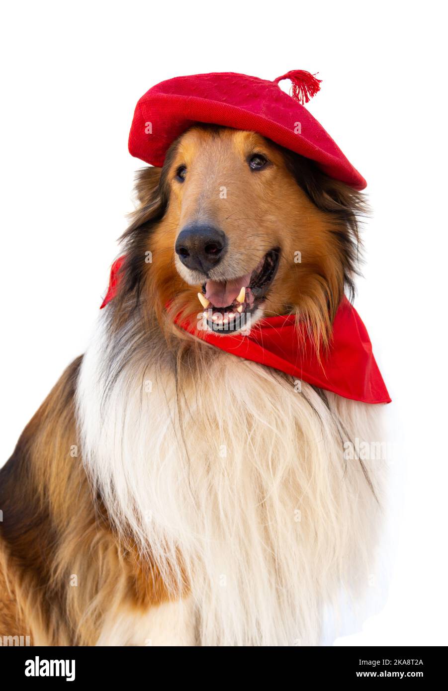 Ritratto di collie ruvida con beretto e sciarpa rossa su sfondo bianco. Festa di San Fermin Foto Stock
