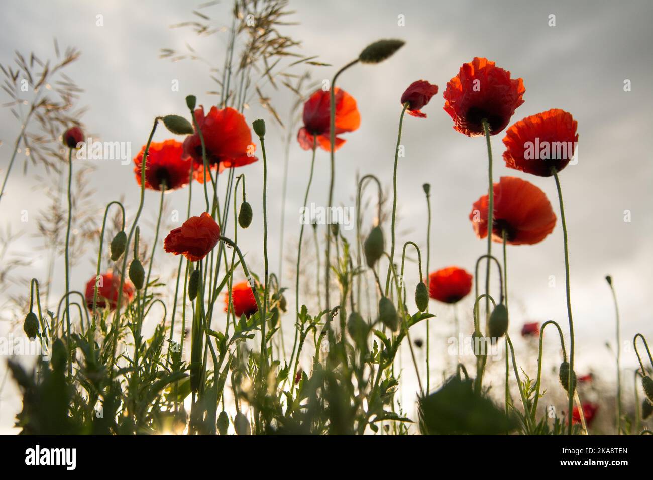 Bei papaveri rossi contro il sole che sorge Foto Stock