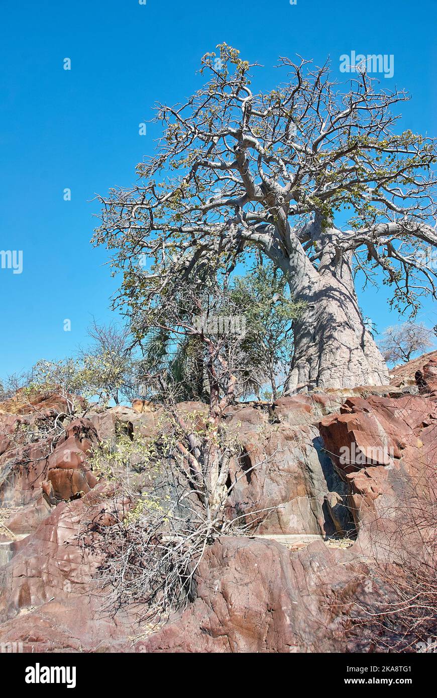 Albero di Baobab alle cascate di Epupa nella regione di Kunene nella Namibia settentrionale Foto Stock