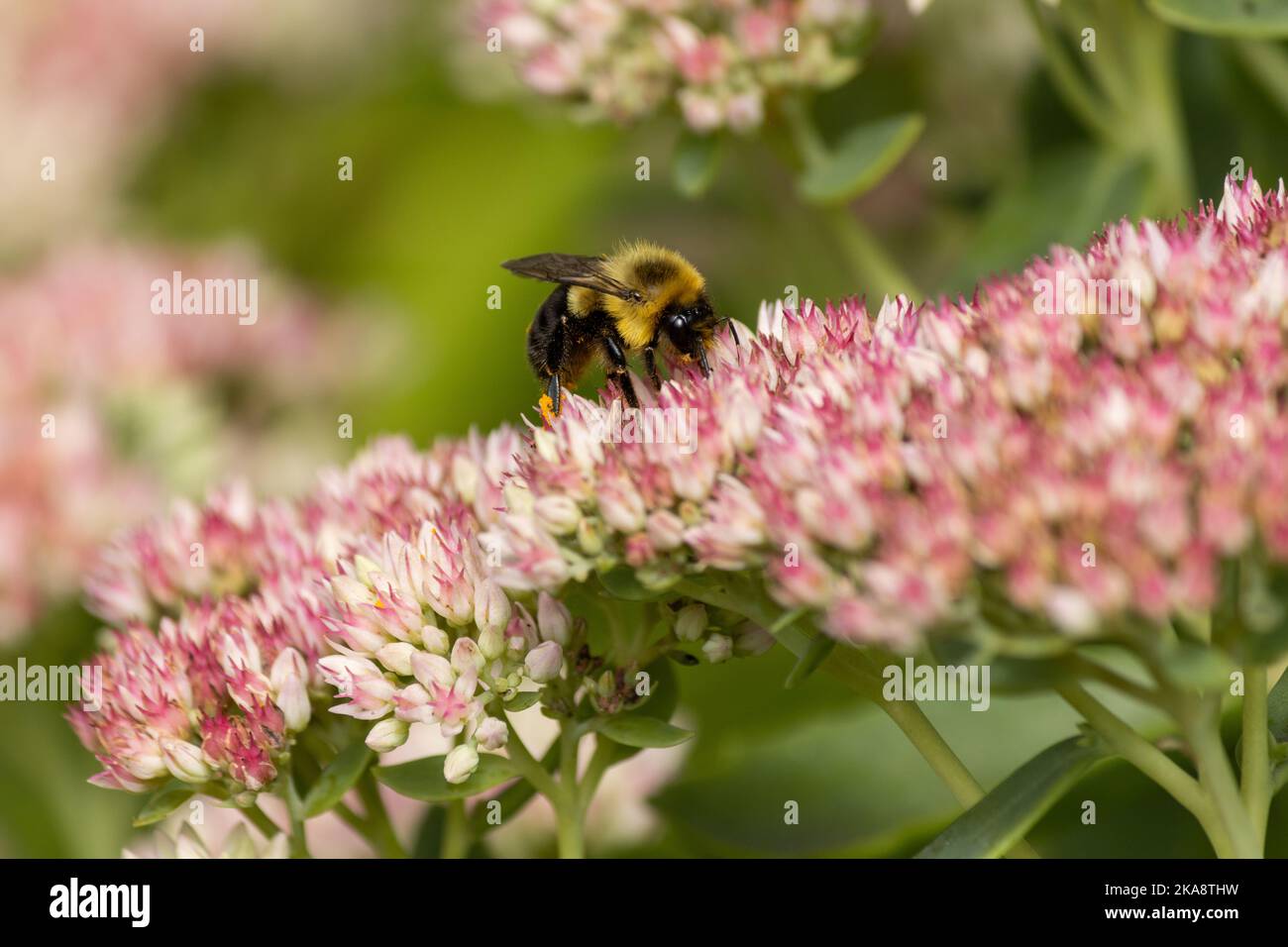 Un Bumblebee atterra su un raccolto di pietra fiore di gioia autunno all'inizio dell'autunno. Foto Stock