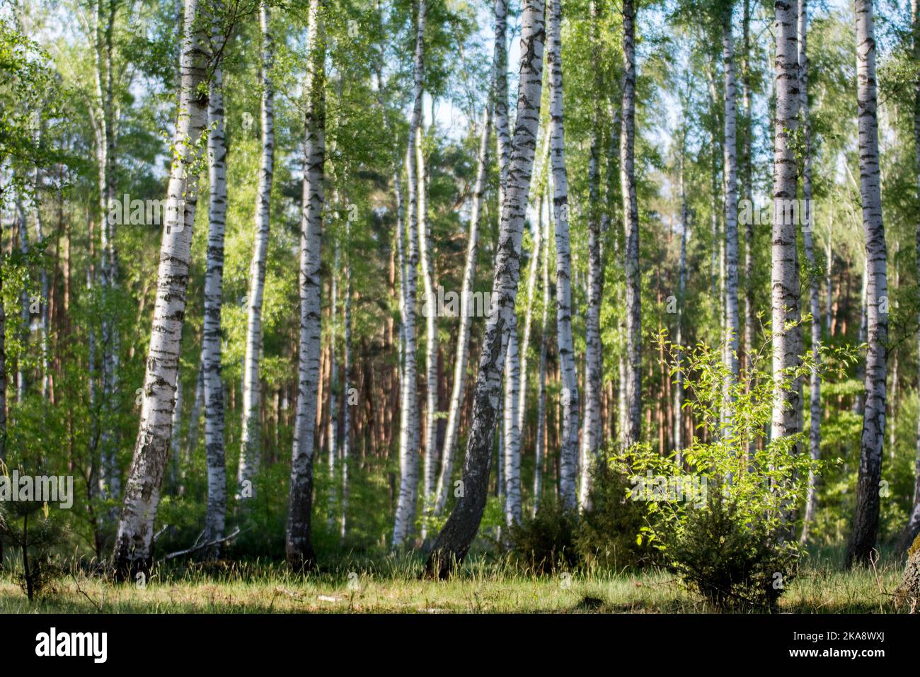 Legno di betulla in primavera con tronchi di betulla bianco e nero e foglie verdi chiare Foto Stock