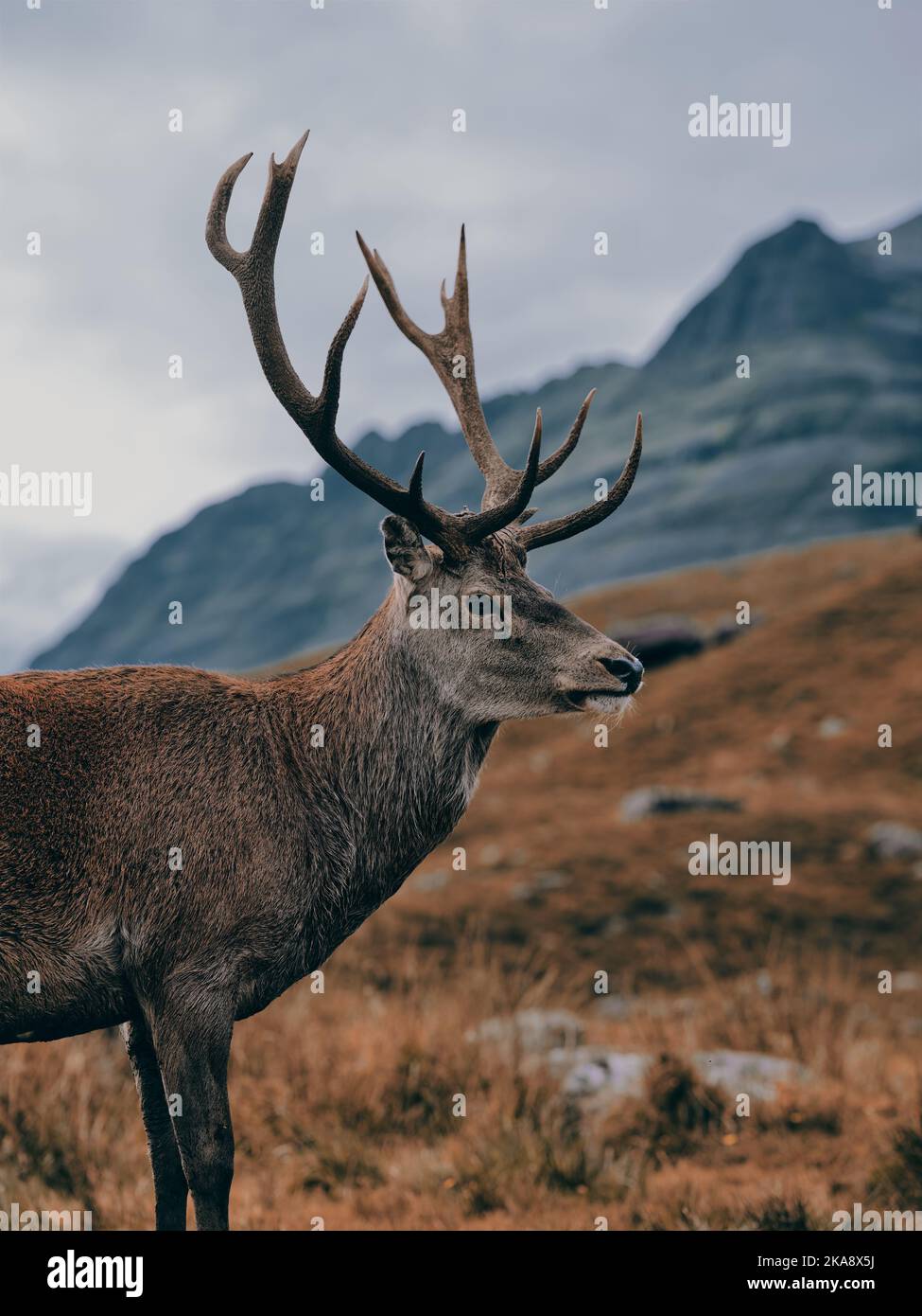 Un selvaggio cervo rosso con corna piene nel paesaggio montano scozzese - Highland Scotland UK - simbolo iconico buck in piedi Foto Stock