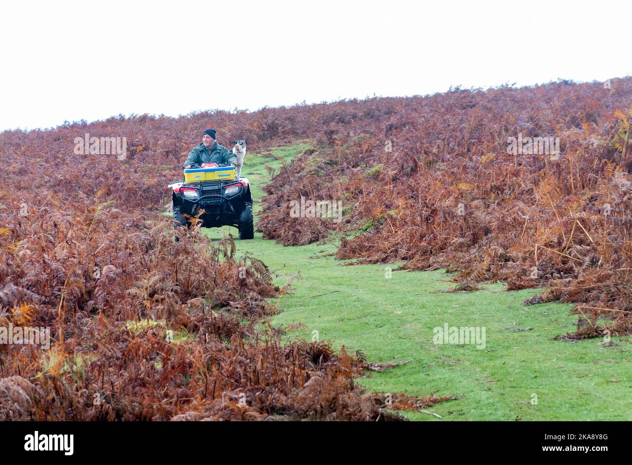 Un contadino o Sheppard che utilizza un quad, e un cane da pecora di collie per tendere a pecore nella campagna aperta nel Brecon Beacons, Galles, Regno Unito. Foto Stock