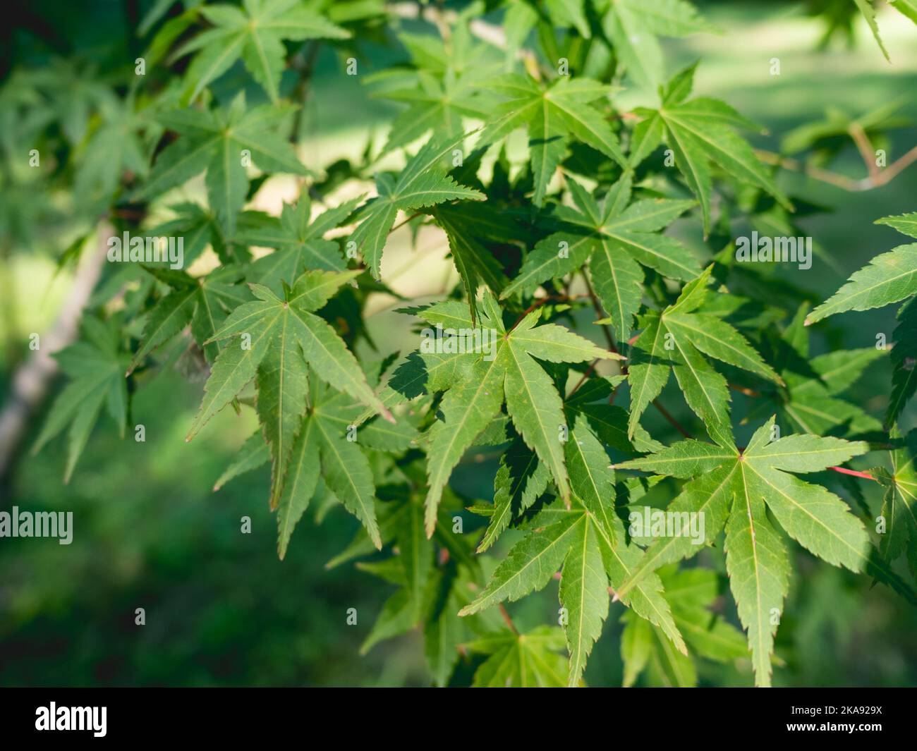 Verde fogliame di Acer palmatum, comunemente noto come acero giapponese. Foglie di acero palmate. Foto Stock
