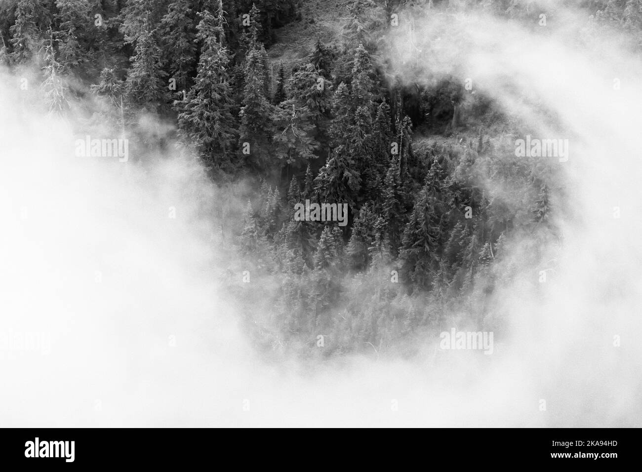 Nuvole basse e alberi simili a quelle di Zen, visti da Evergreen Mountain Lookout, Cascade Range, Mt. Baker-Snoqualmie National Forest, Washington state, USA Foto Stock