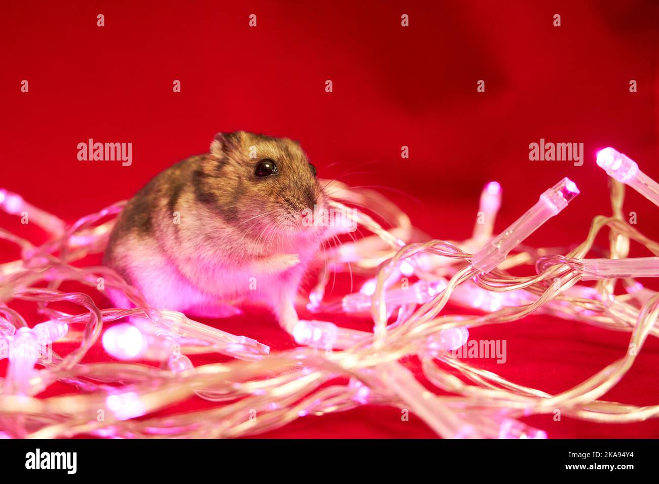 Carino criceto nazionale e luci di Natale fata Foto Stock