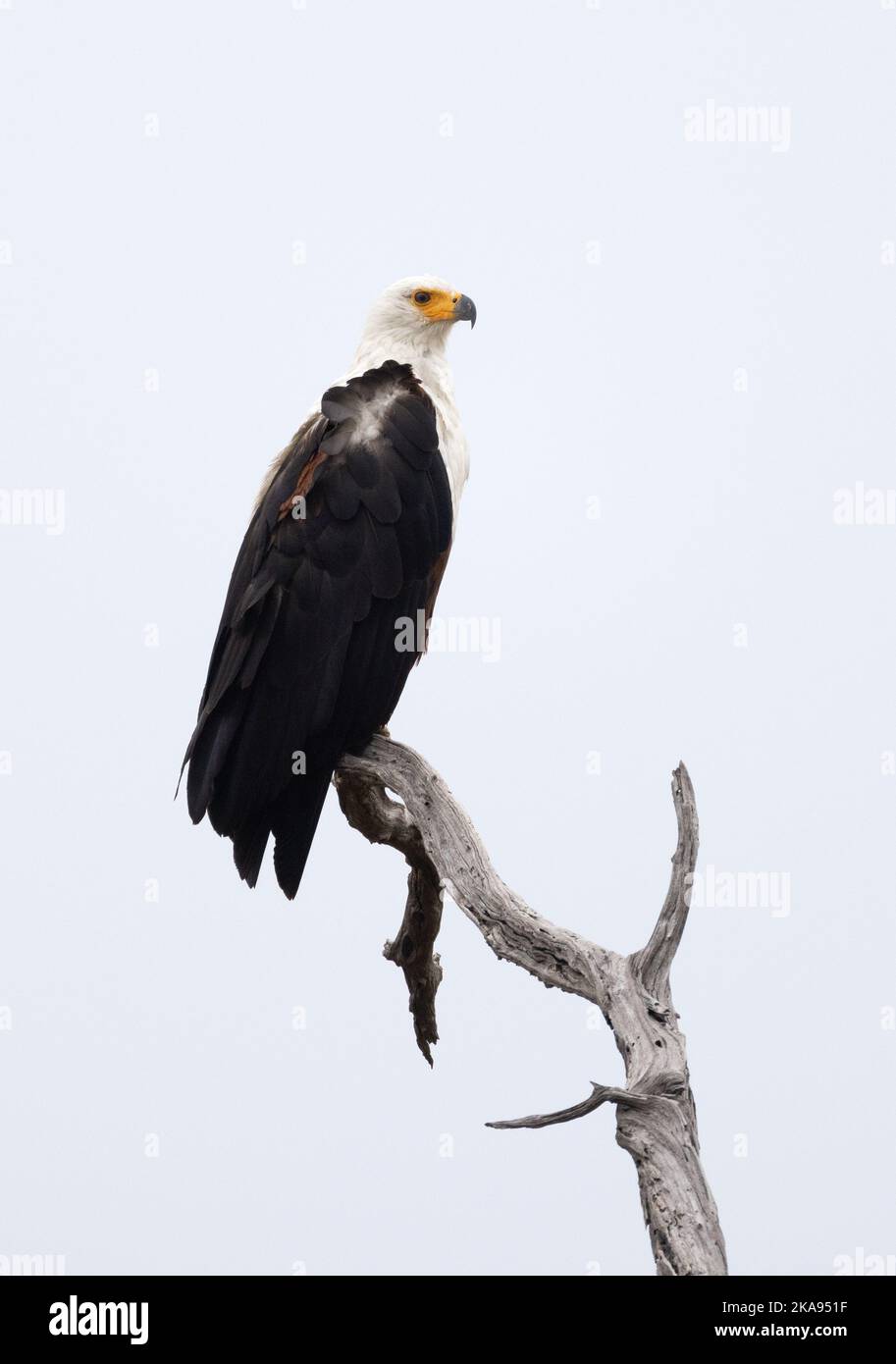 Aquila di pesce africana, voce di Haliaeetus, arroccato in un albero, Moremi Game Reserve, Delta di Okavango, , Botswana Africa. Foto Stock