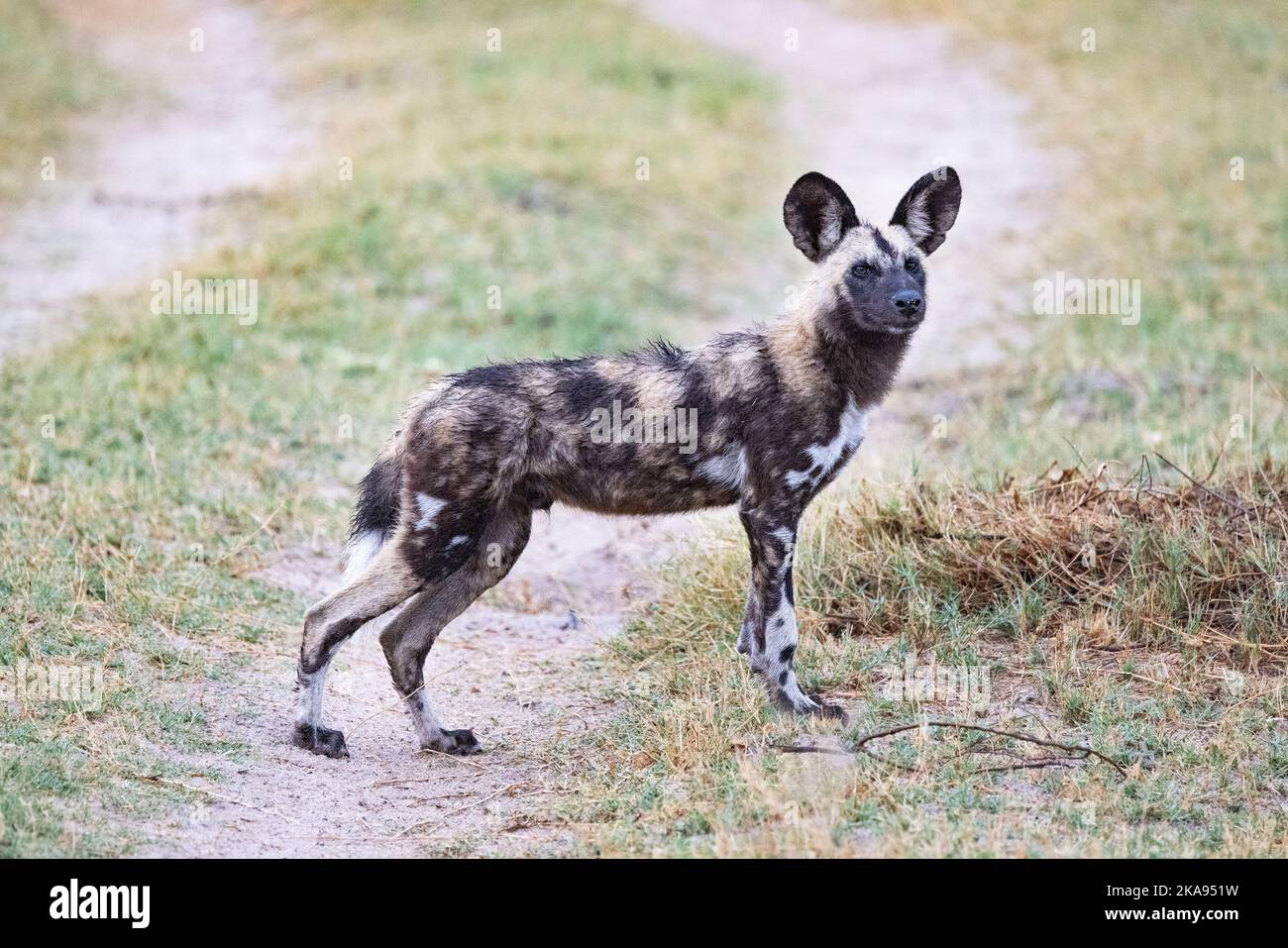 African Wild Dog, Lycaon Pictus, aka Painted Dog o Cape Hunting Dog, una specie in via di estinzione; un adulto, Moremi Game Reserve, Botswana Africa Foto Stock
