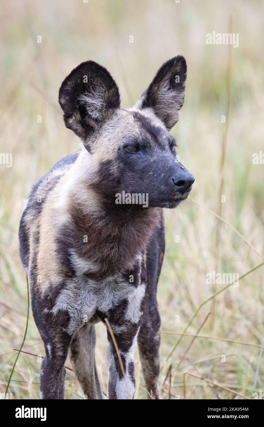 African Wild Dog, Lycaon Pictus, aka Painted Dog o Cape Hunting Dog, una specie in via di estinzione; un adulto, Moremi Game Reserve, Botswana Africa Foto Stock