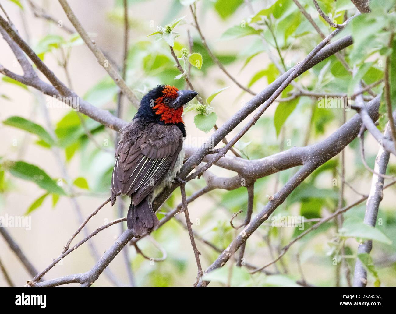 Barbet Collato Nero, Lybius torquatus arroccato in un albero, Okavango Delta Botswana Africa. Uccello africano. Foto Stock