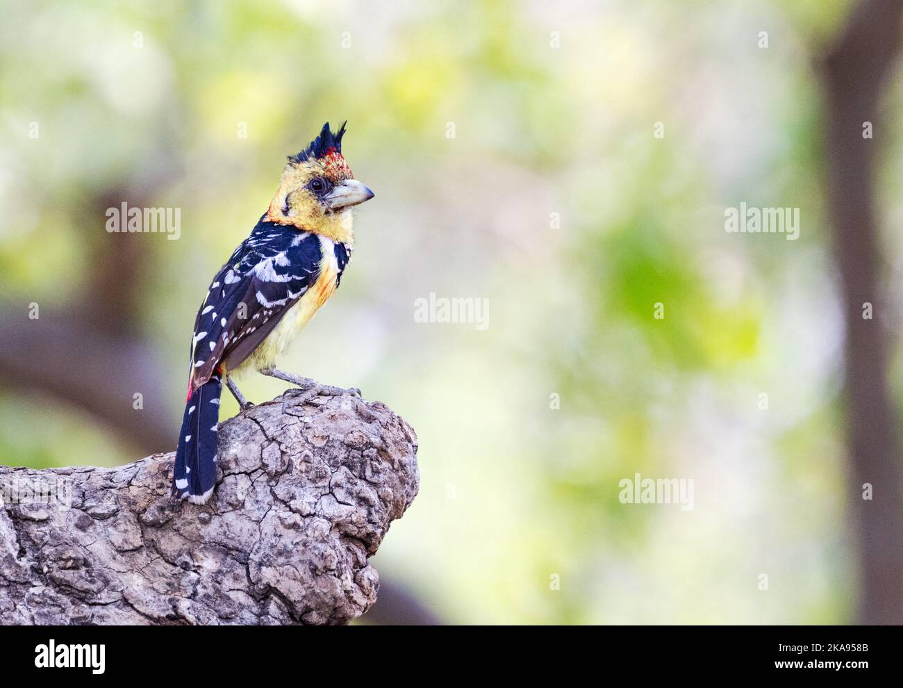 Crested Barbet, Trachyphonus vaillantii, un piccolo uccello sub-sahariano; Moremi Game Reserve, Okavango Delta, botswana Africa - fauna selvatica africana. Foto Stock