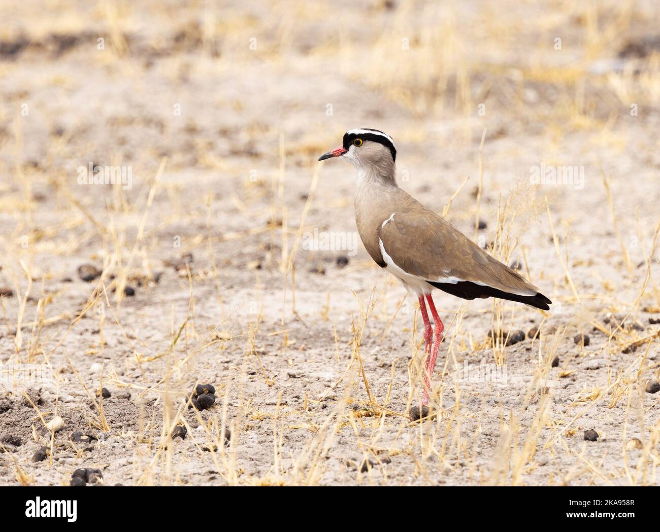 Uccelli africani; - Un Lapwing coronato, Vanellus coronatus, o Crowned Plover - vista laterale; Moremi Game Reserve Botswana Africa Foto Stock