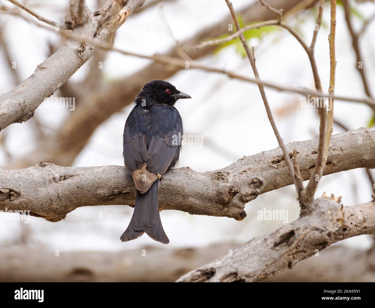 Un uccello della famiglia Dicluridae, arroccato in un albero, Okavango Delta Botswana Africa. Uccello africano. Foto Stock