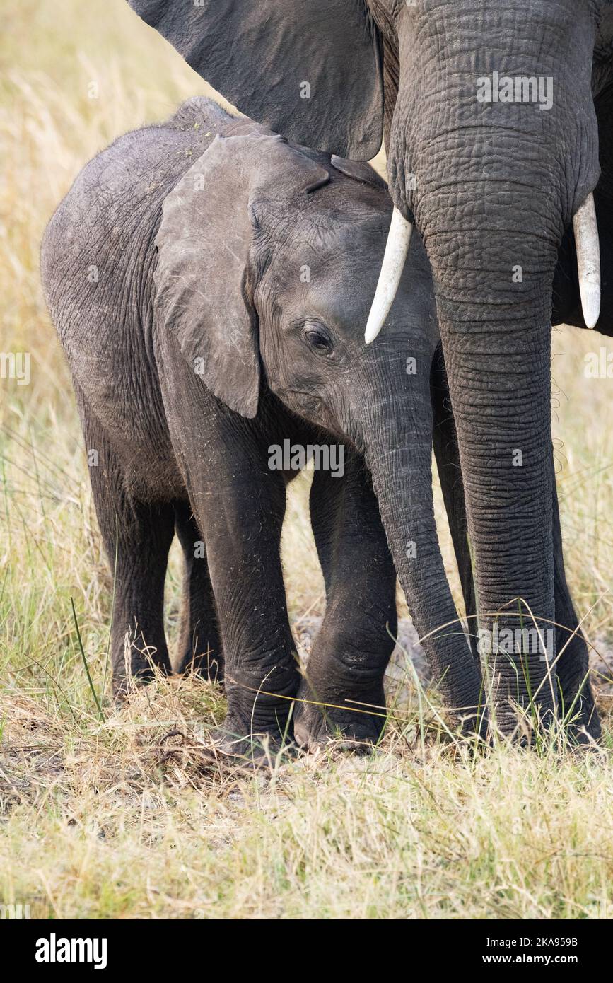 Elefanti africani, elefante madre e bambino, Moremi riserva di caccia, Botswana Africa. Loxodonta africana. Animale bambino. Foto Stock