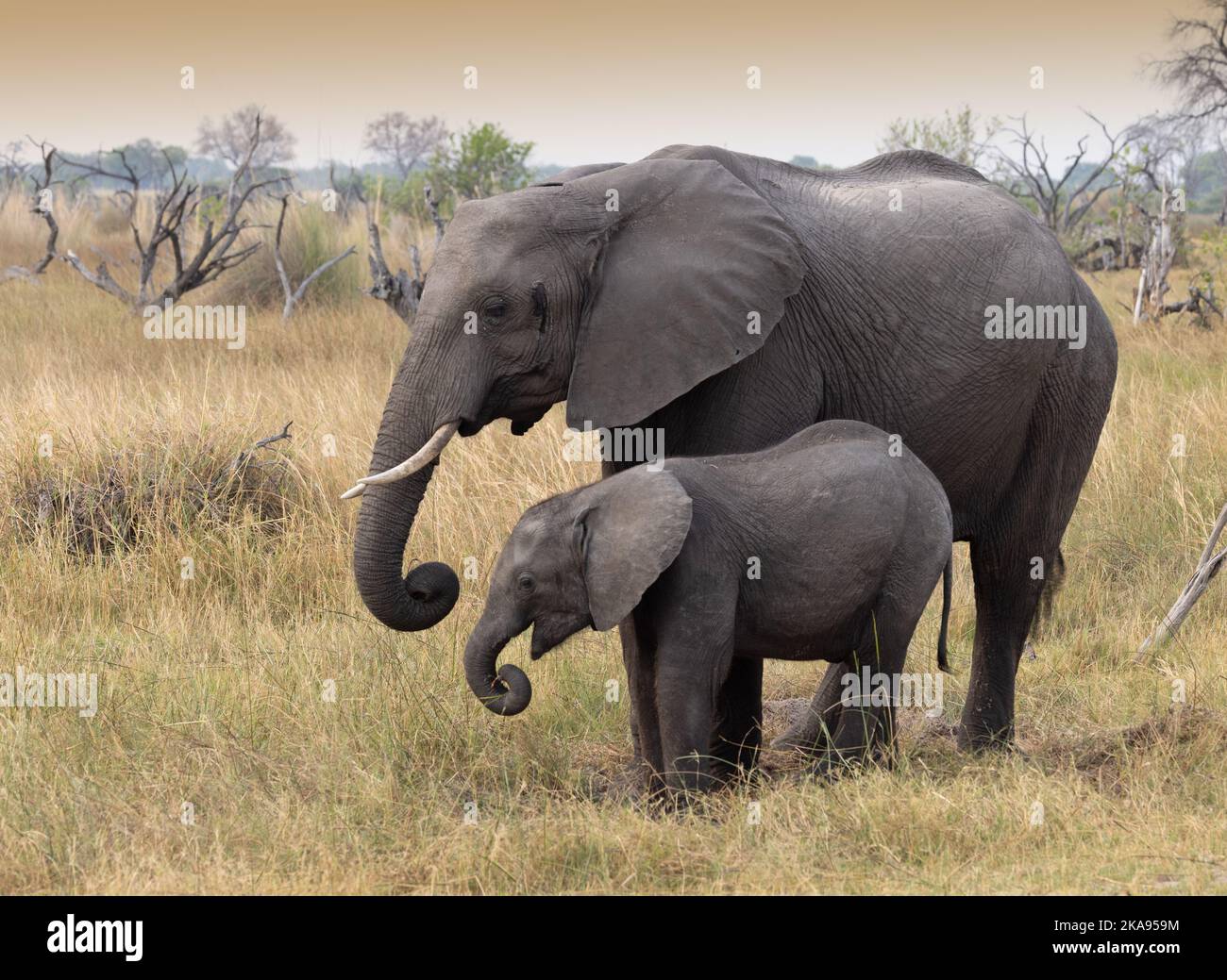 Elefante africano, elefanti adulti e giovani, riserva di caccia Moremi, Botswana Africa. Loxodonta africana, fauna selvatica africana, animali adulti e giovani. Foto Stock