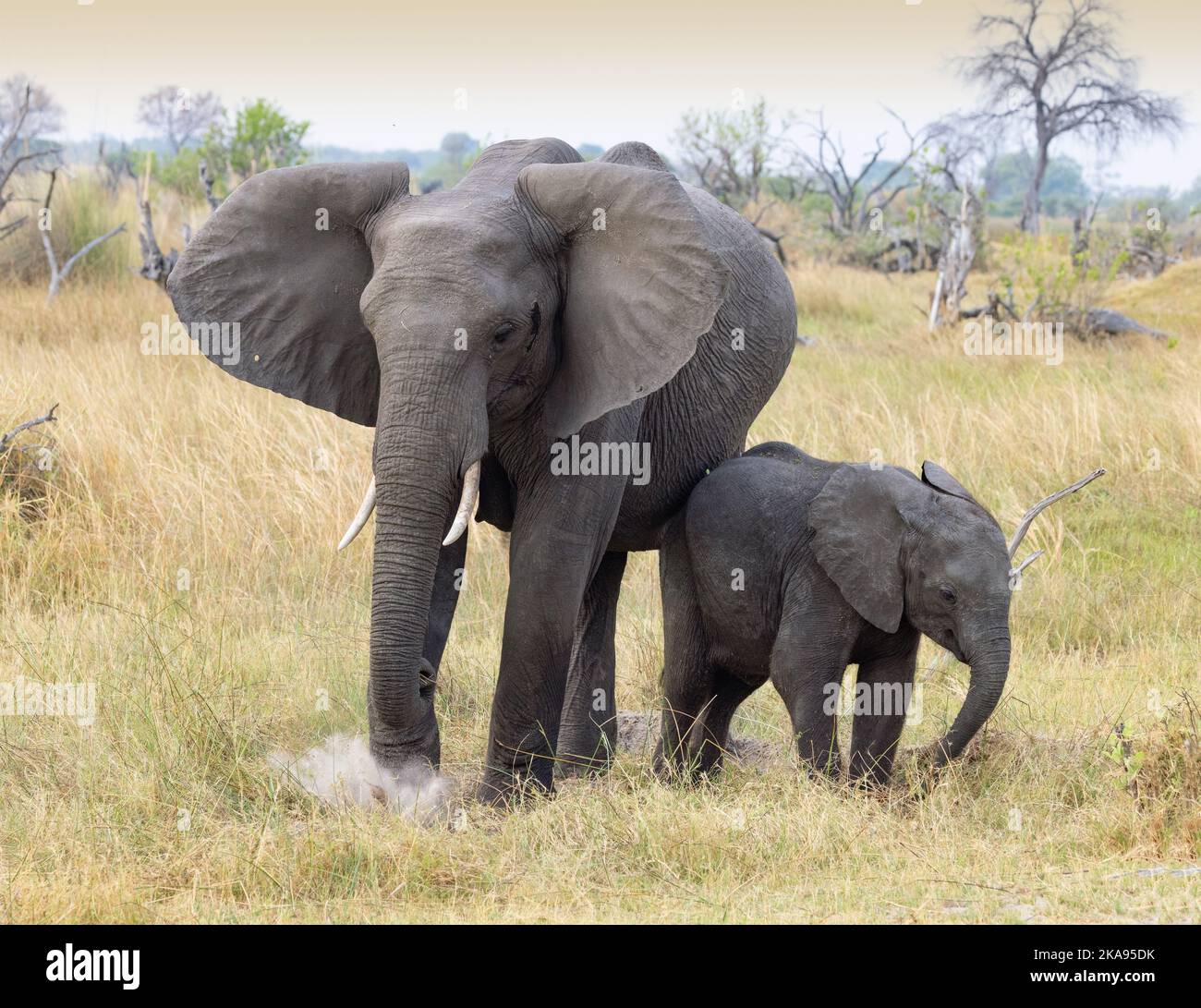 Elefante africano, elefante madre e bambino, Moremi riserva di caccia, Botswana Africa. Loxodonta africana. Foto Stock