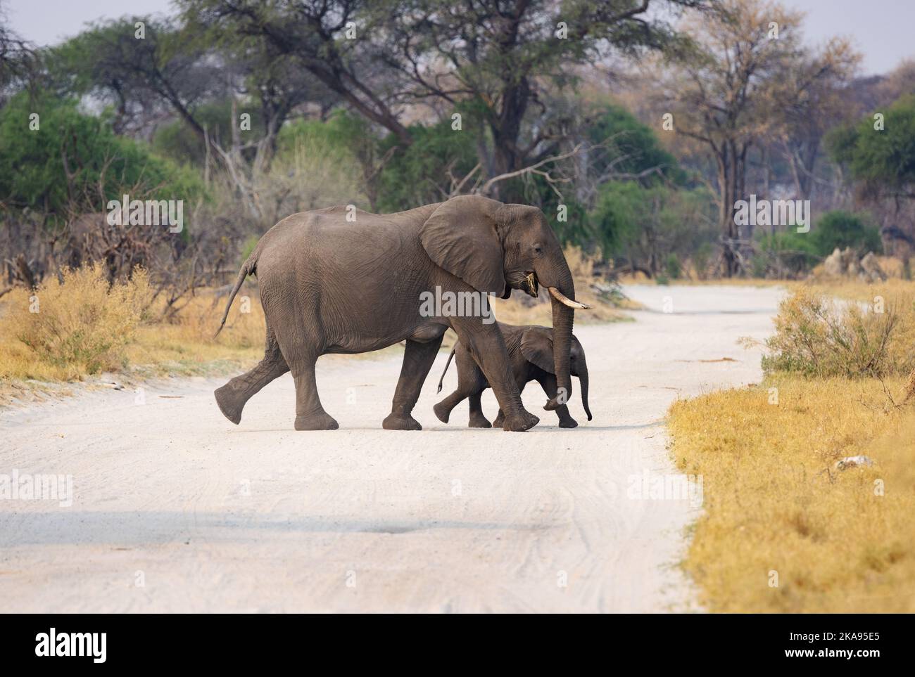 Elefanti africani di madre e bambino che attraversano la strada, Moremi Game Reserve, Okavango Delta, Botswana Africa Foto Stock