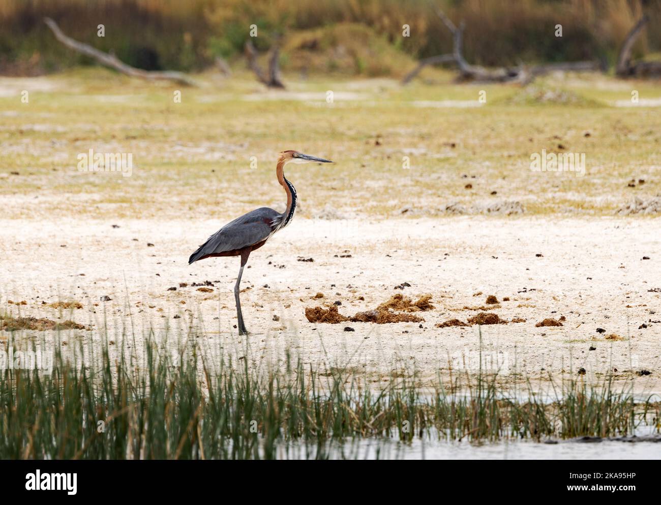 Uccelli africani; Goliath Heron, Ardea goliath, aka. Airone gigante, Okavango Delta Botswana Africa. Foto Stock