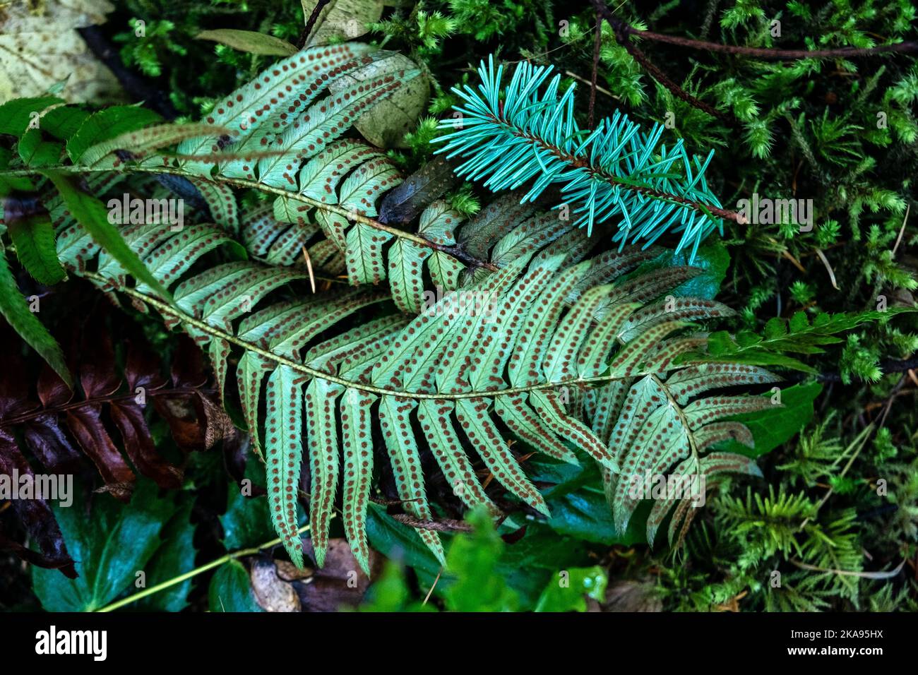 Baker Preserve, Lummi Island, Washington, USA; Isole San Juan Foto Stock