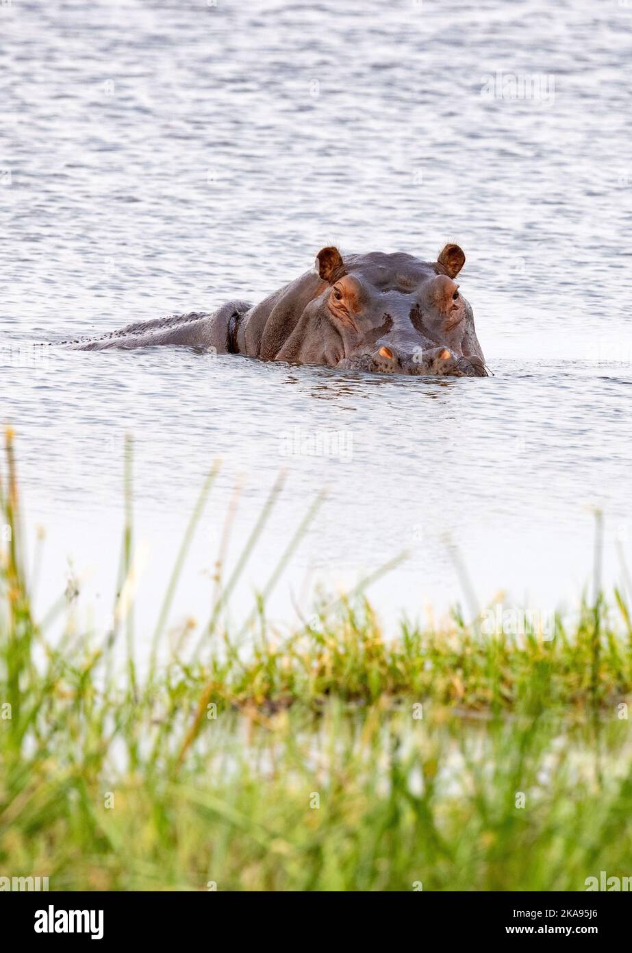 Un ippopotamo adulto in acqua, ippopotamo, ippopotamo anfibio, Okavango Delta, Botswana Africa. Fauna selvatica africana Foto Stock