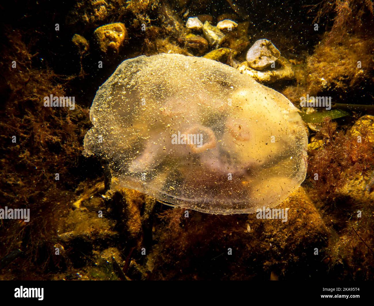 Un'immagine ravvicinata di una medusa lunare o Aurelia aurita con pietre marroni sullo sfondo. Foto di Oresund, Malmo Svezia. Immersioni in acqua fredda Foto Stock