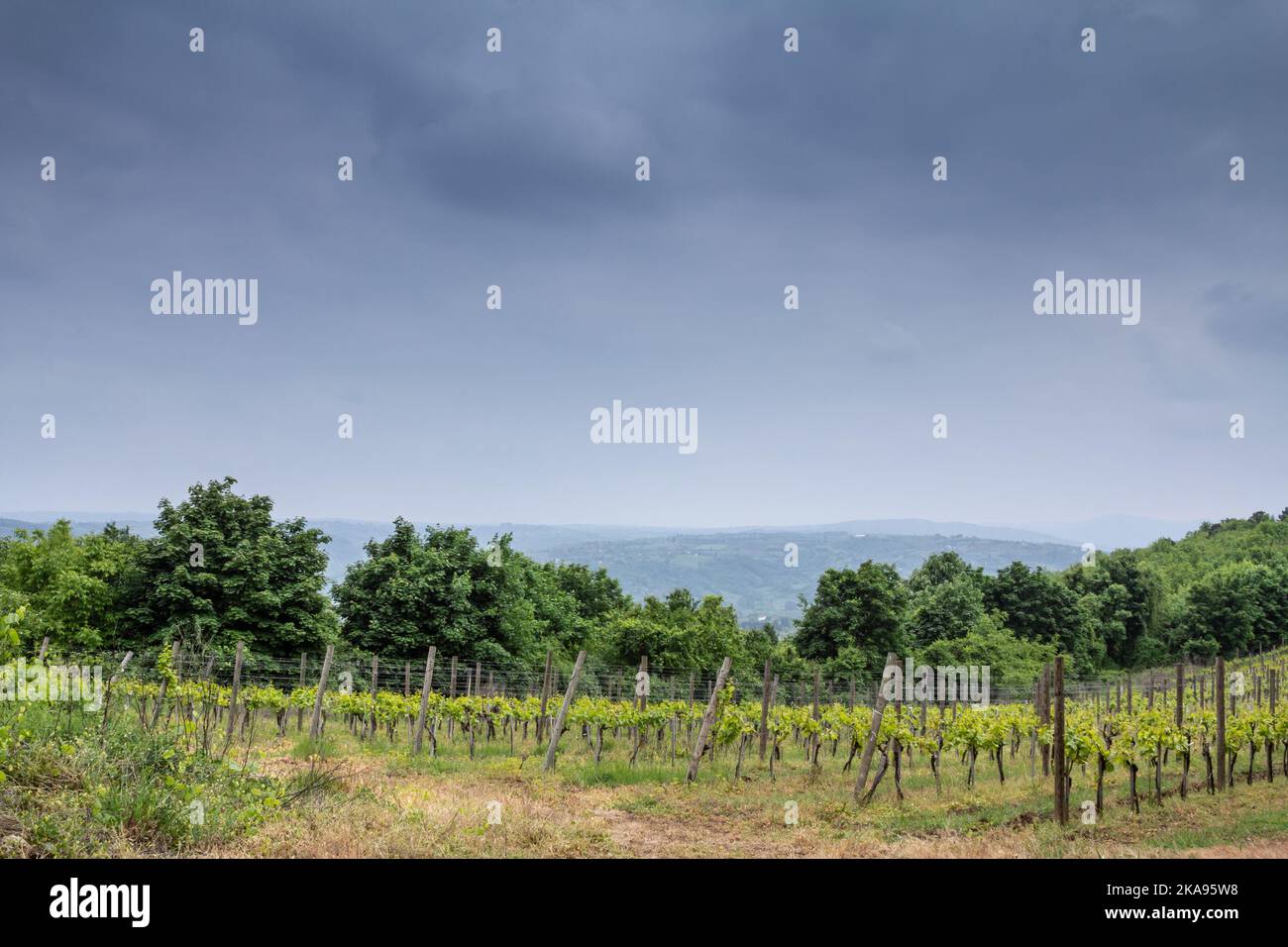 Foto di un vigneto serbo con le sue tipiche file di alberi da uva bianca scattate a Topola, in Serbia, in una zona di produzione di vino bianco. Foto Stock