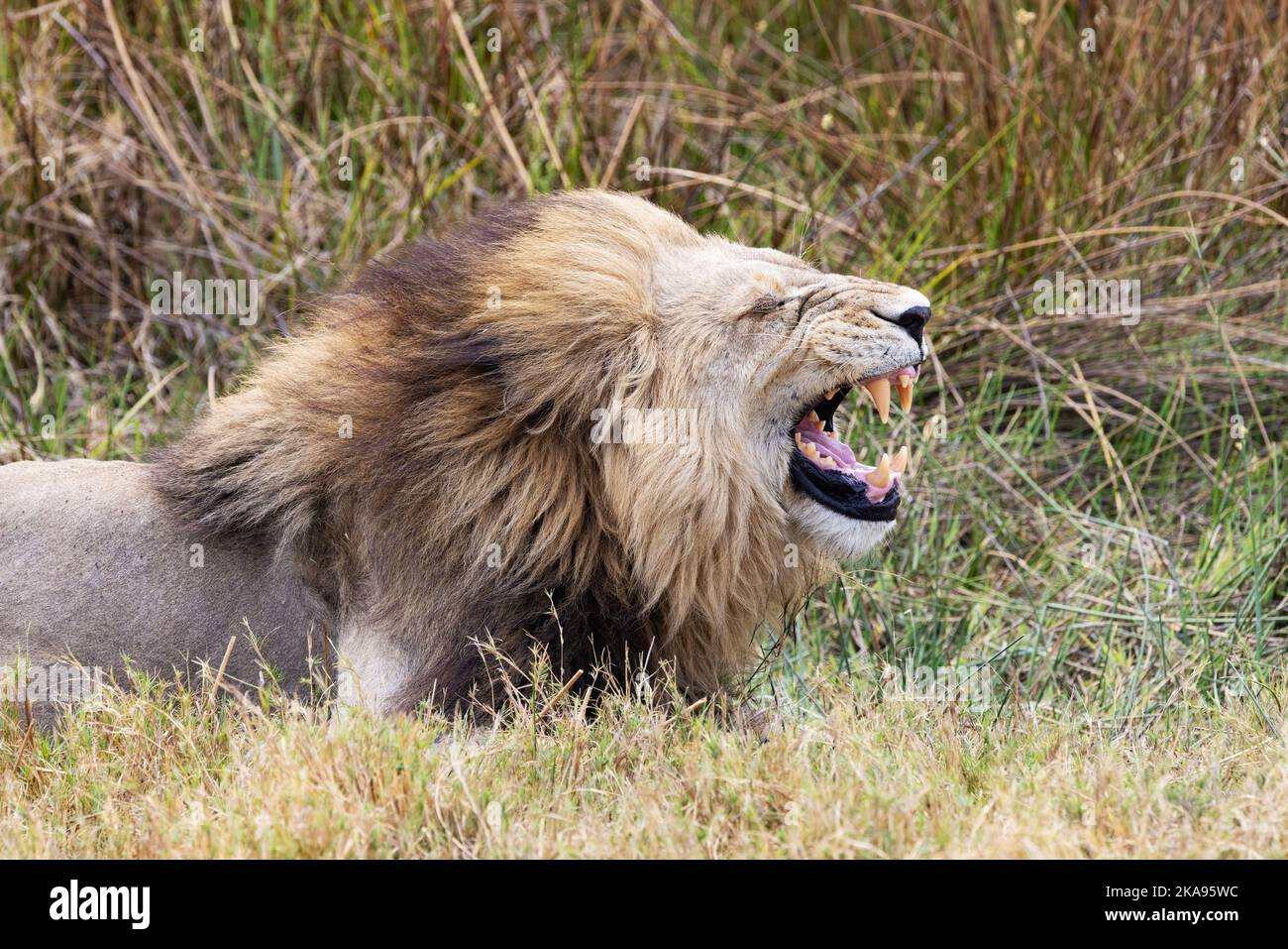 Adulto maschio leone ruggente, Moremi Game Reserve, Okavango Delta, Botswana Africa. Panthera Leo Foto Stock